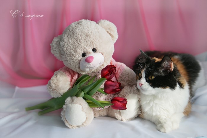 Teddy bear with tulips and a calico cat