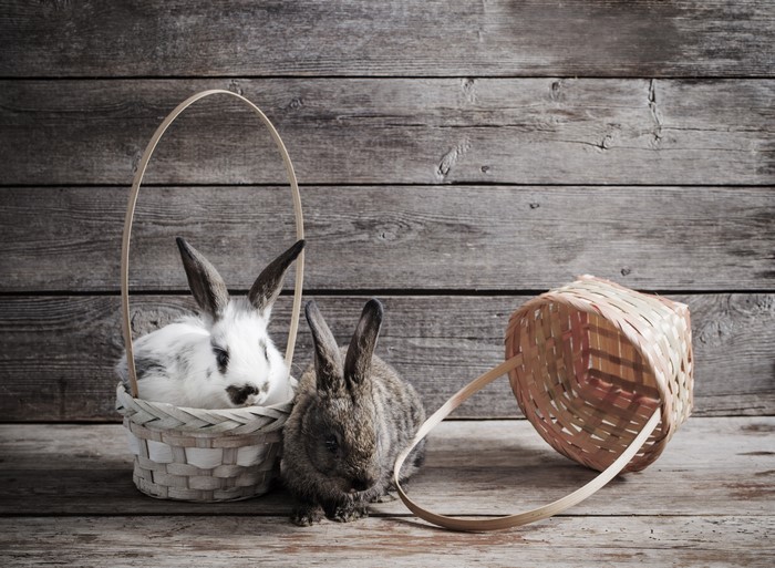 Two rabbits in wicker baskets on wood planks