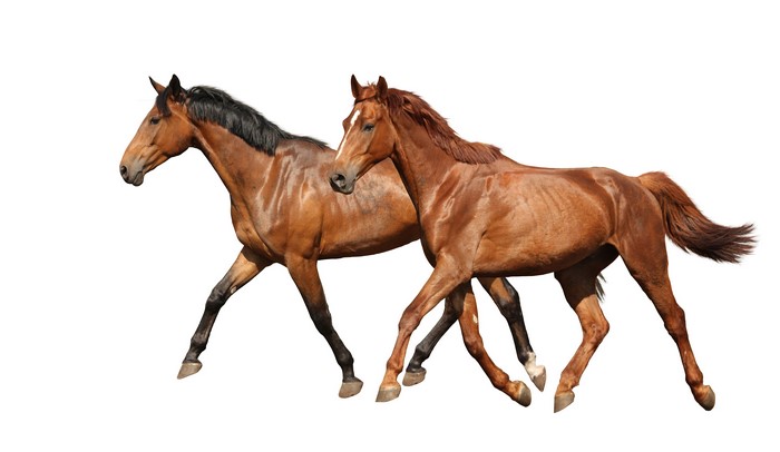 Two brown horses running on a white background