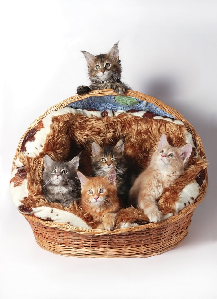 Group of Maine Coon kittens in a wicker basket