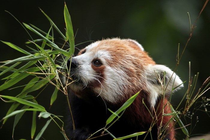 Red panda eating bamboo