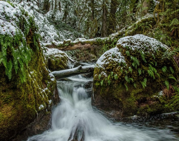 Snow-covered forest stream with mossy rocks and ferns