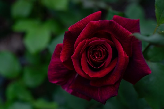Close-up of a deep red rose