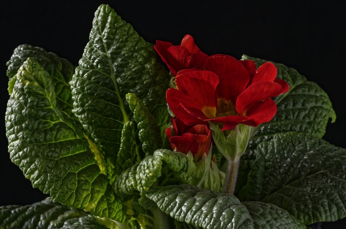 Red Primula flower with green foliage