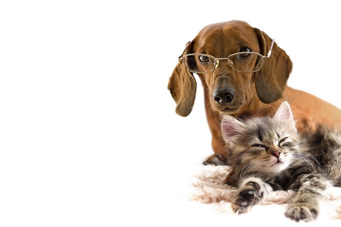 Dachshund wearing glasses with kitten