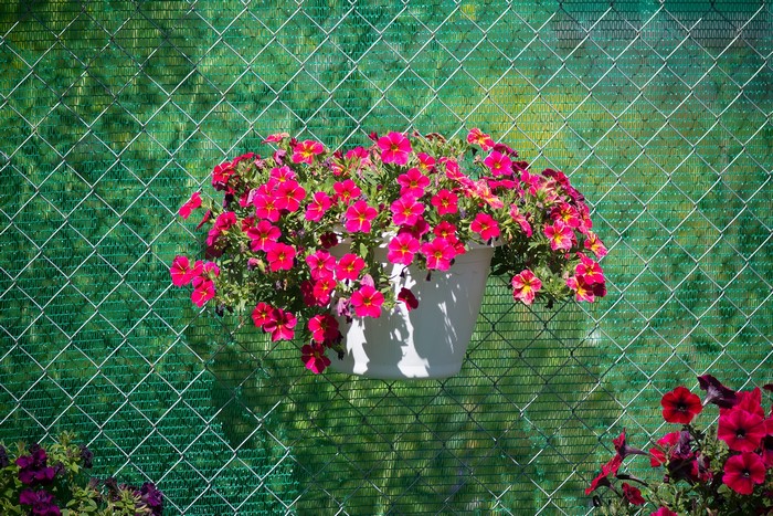 Pink Calibrachoa flowers in a white pot against a green fence