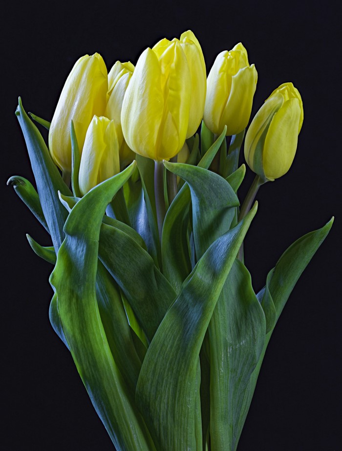 Yellow tulips against a black background