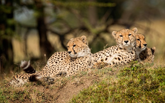 Three Cheetahs Resting on a Grassy Hill