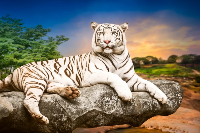 White Tiger Lying on Rock