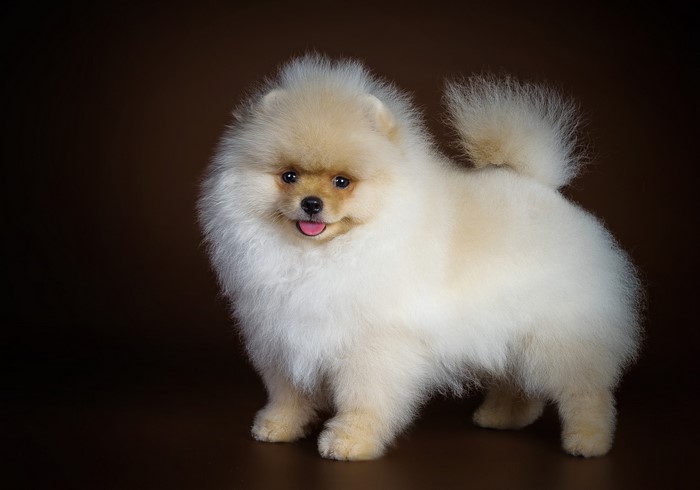 Cream Pomeranian dog on a brown background