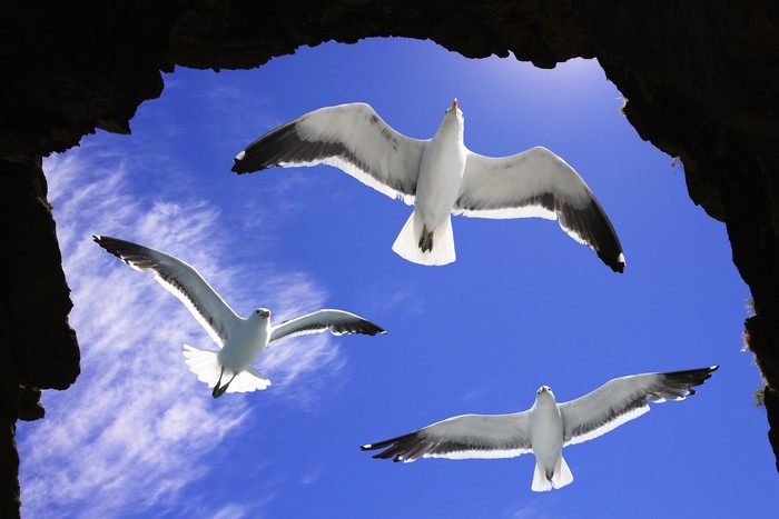 Three Gulls Flying in the Sky