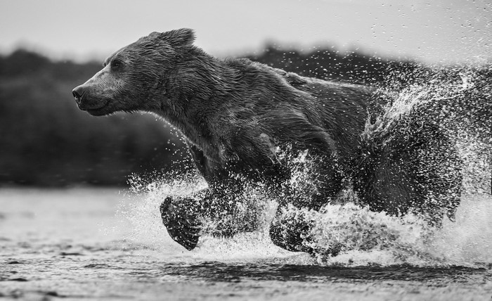Brown bear running through water with splashes