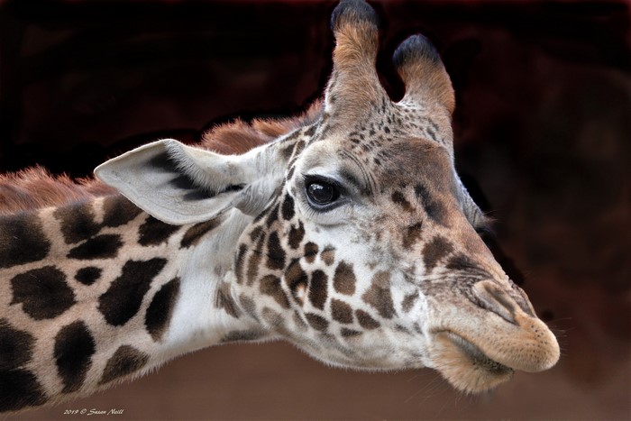 Close-up of a Giraffe's Head