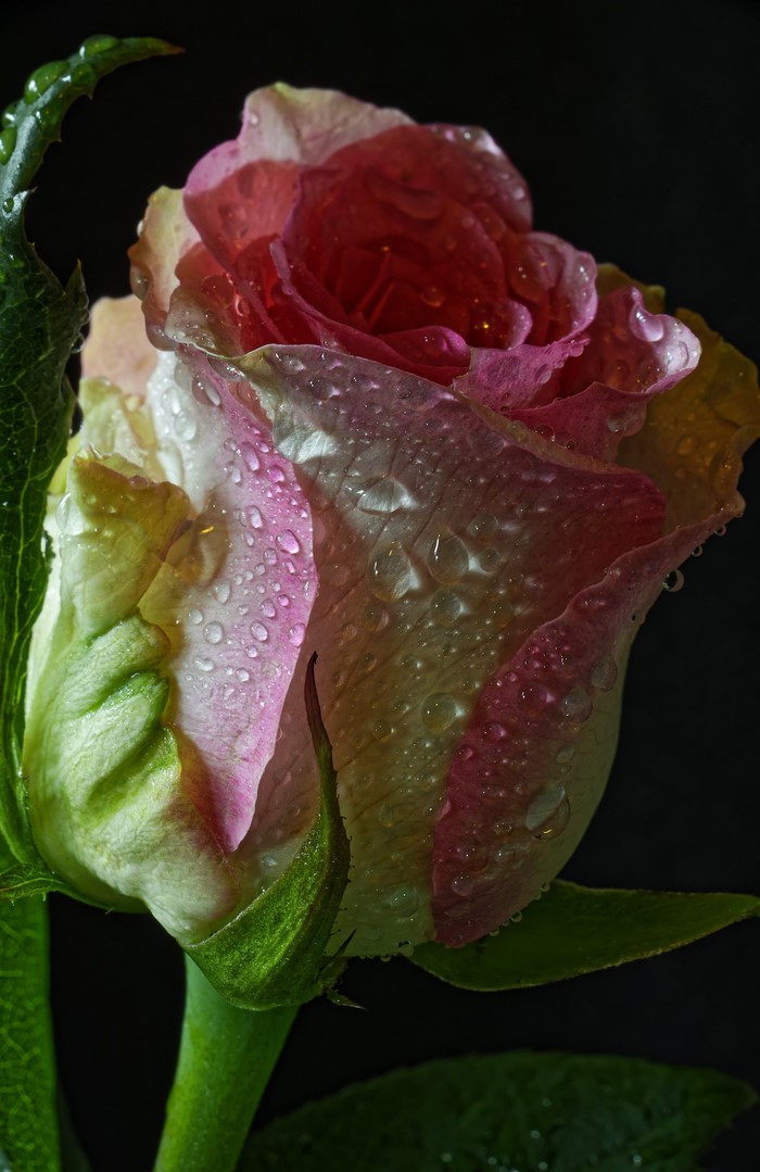 Close-up of a pink and yellow rose with water drops