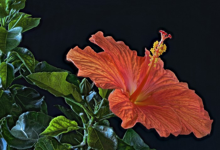 4K Orange Hibiscus Flower with Green Leaves