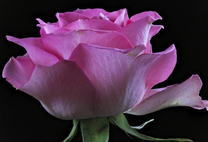 Pink rose with black background