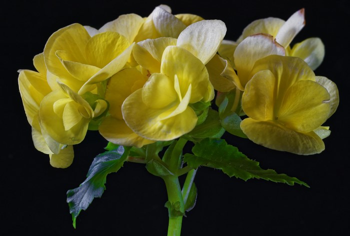 Yellow Begonia flowers on a black background