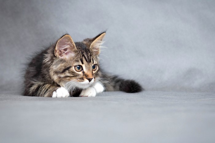 Tabby kitten lying on a gray background