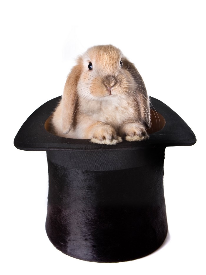 A lop-eared rabbit in a top hat