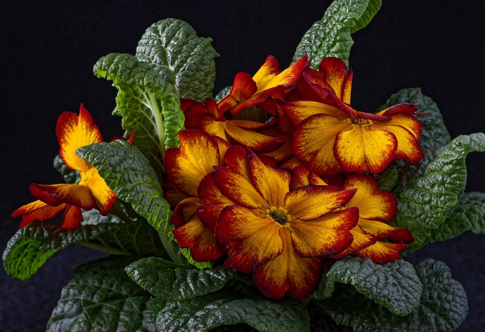 Close-up of red and yellow primula flowers with green foliage