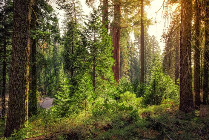 4K Kings Canyon National Park California Trees Forest