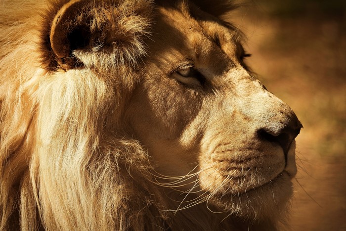 4K Lion's Snout and Eye