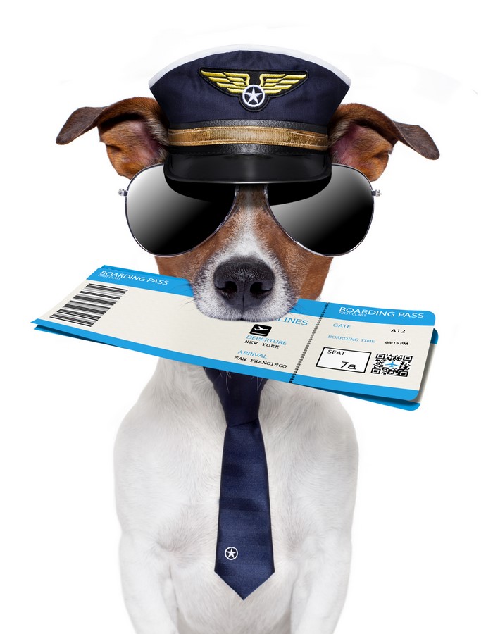 Dog pilot with boarding pass