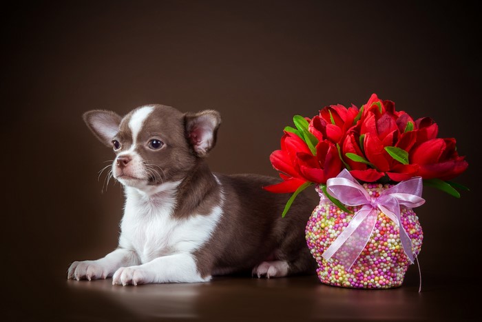Chihuahua puppy with red tulips in a decorated vase