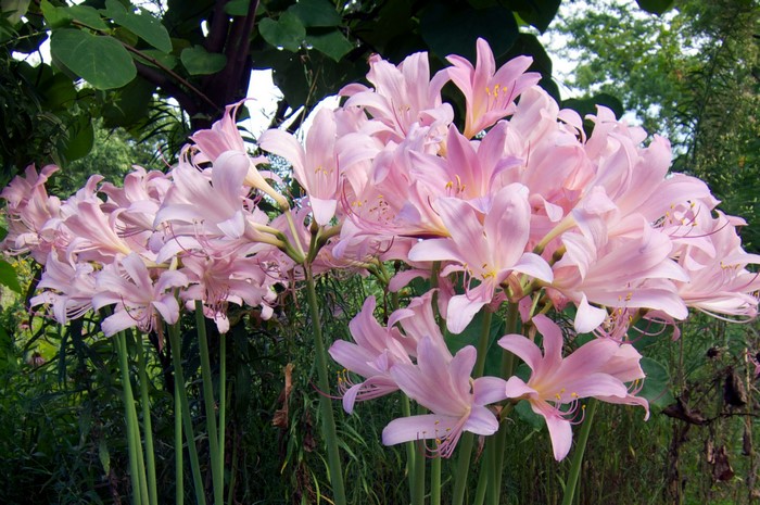 Cluster of pink lilies in a garden