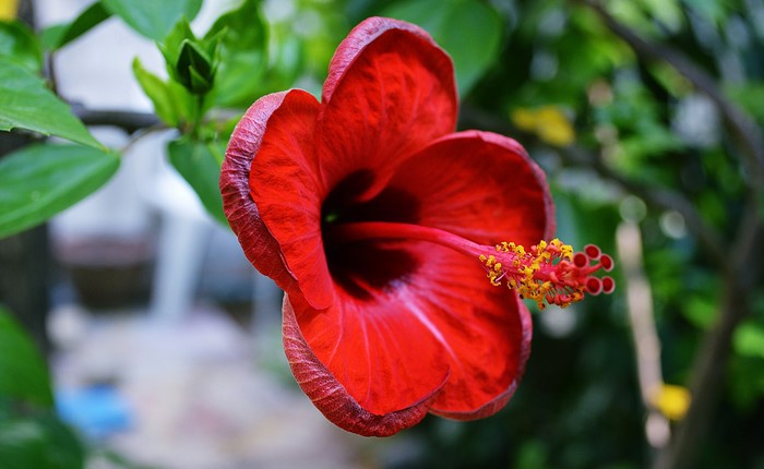 Red Hibiscus Flower Closeup