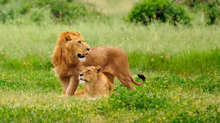 Male and female lions in a grassy field