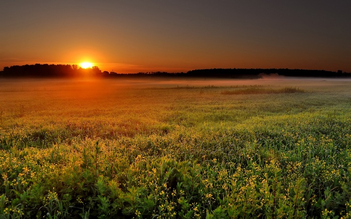 Sunrise over a misty field with trees