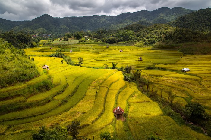 Terraced Rice Fields in Vietnam
