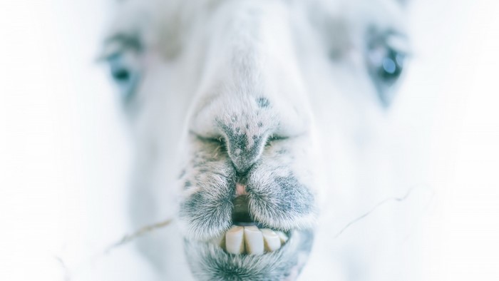 Close-up of a camel's snout and teeth