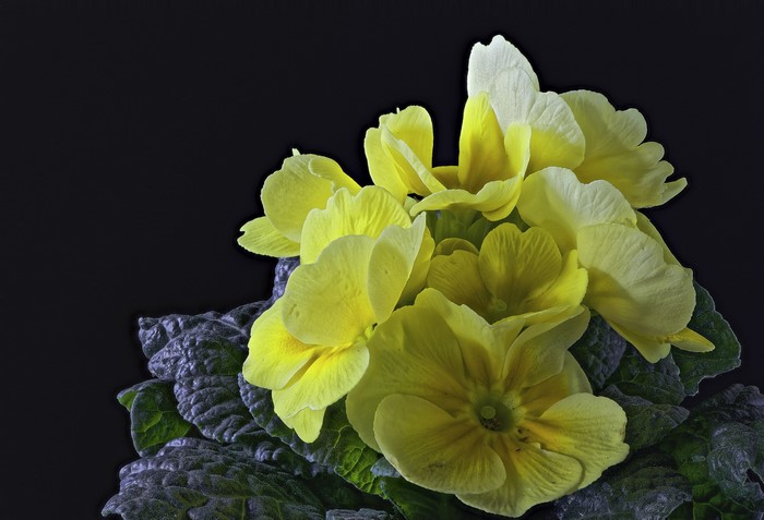 Yellow Primula flowers with dark background