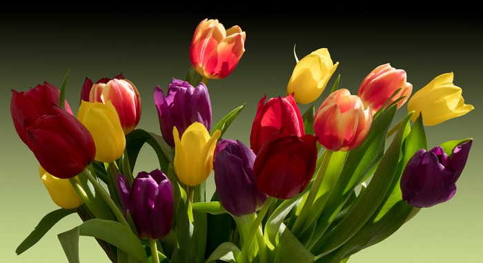4K Multicolor Tulips