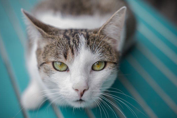 Cat with green eyes and whiskers