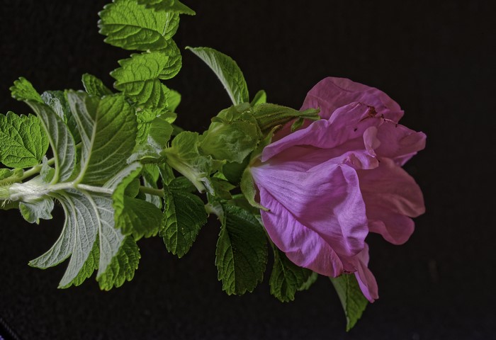 Pink rose with green leaves on black background