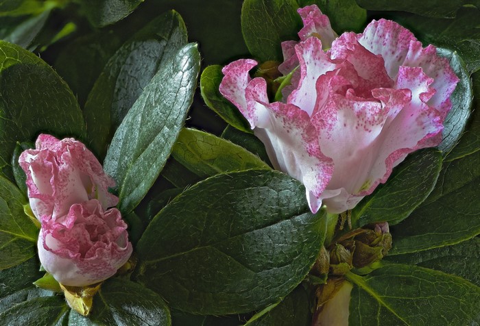 Pink and white Rhododendron flowers and leaves