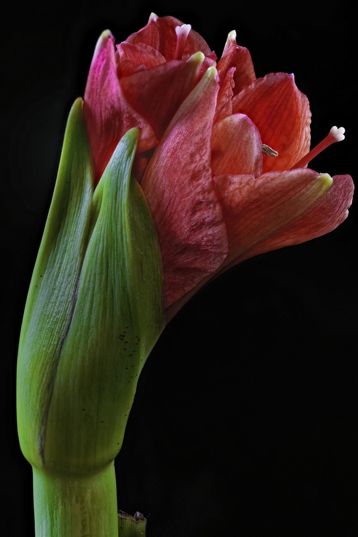 Amaryllis flower bud with green stem