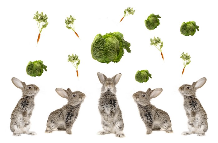 Rabbits with Cabbages and Carrots on White Background