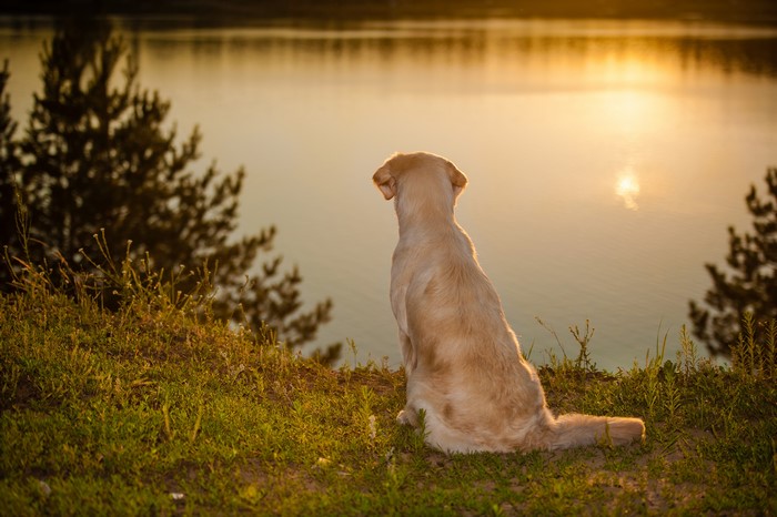 Golden Retriever dog sitting by a lake at sunset