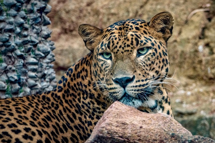 Leopard with green eyes looking forward