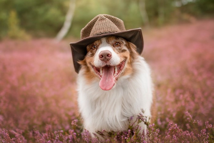 Australian Shepherd dog wearing a cowboy hat in a field