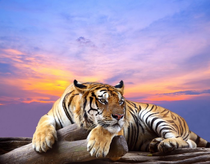 Tiger resting on a log at sunset