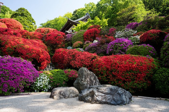 Azaleas and Japanese Garden in Kyoto