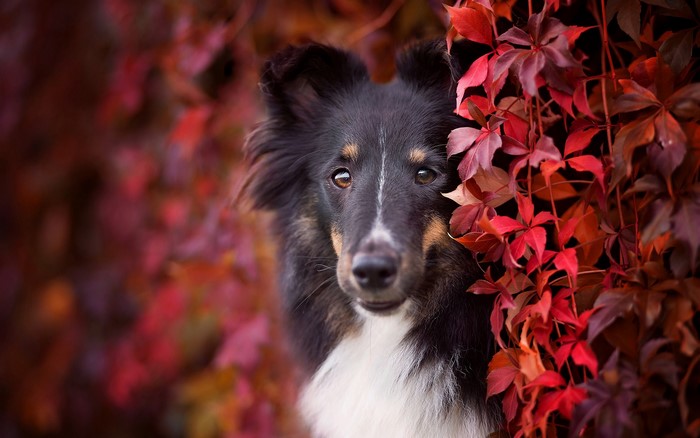 Shetland Sheepdog peeking through autumn leaves