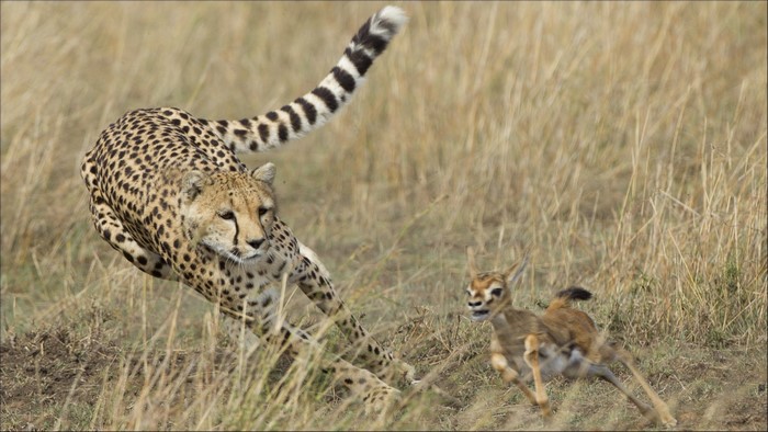 Cheetah hunting a gazelle in tall grass
