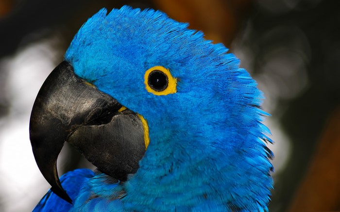 Close-up of a Hyacinth Macaw's head