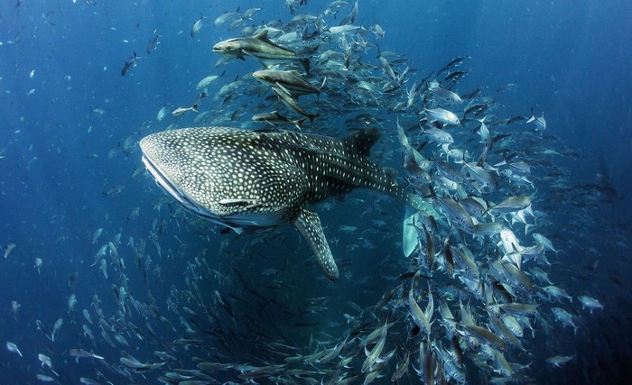 Whale shark swimming with a school of fish